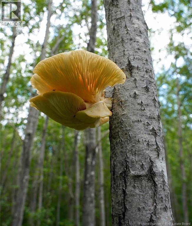 5716 Rte 495, Saint-Fabien, New Brunswick  E4S 2T2 - Photo 13 - NB129166