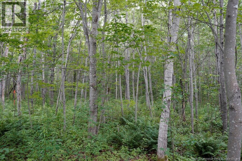 5716 Rte 495, Saint-Fabien, New Brunswick  E4S 2T2 - Photo 5 - NB129166