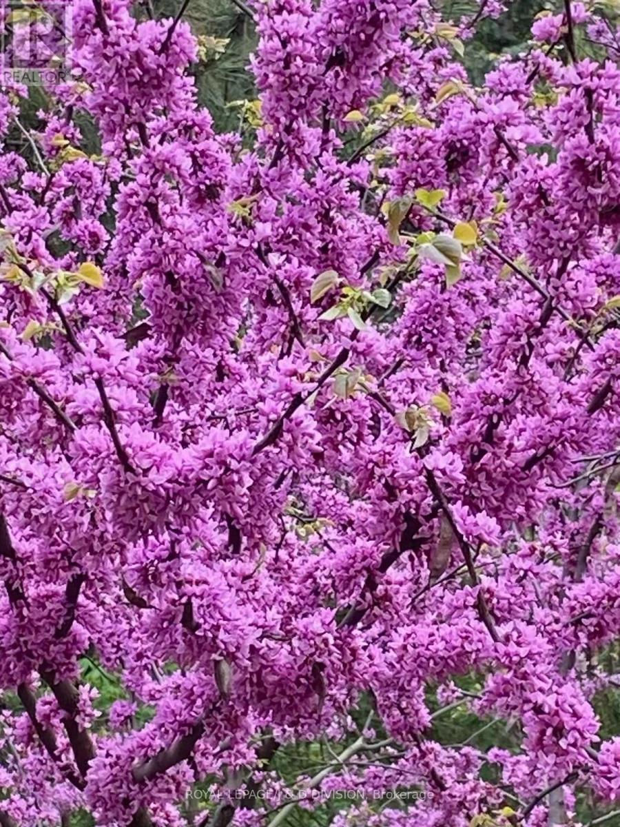 2 Ivor Road, Toronto, Ontario  M4N 2H4 - Photo 41 - C12531960