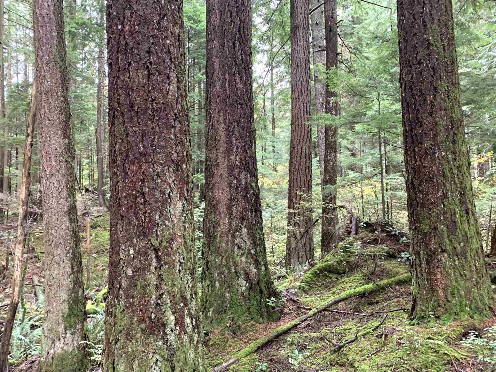 30317 Berg Avenue, Mission, British Columbia  V4S 1C8 - Photo 40 - R3065953