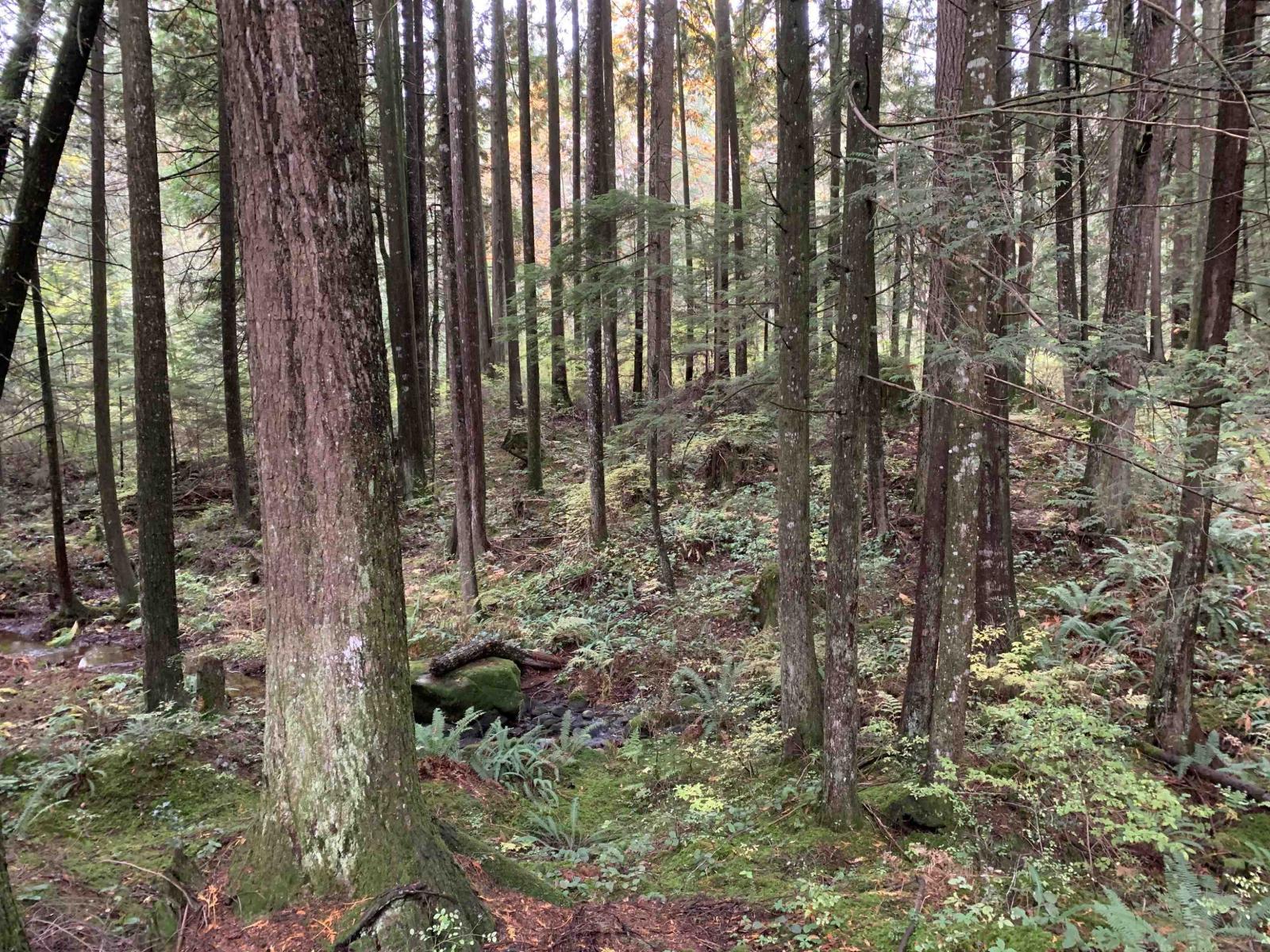 30317 Berg Avenue, Mission, British Columbia  V4S 1C8 - Photo 38 - R3065953