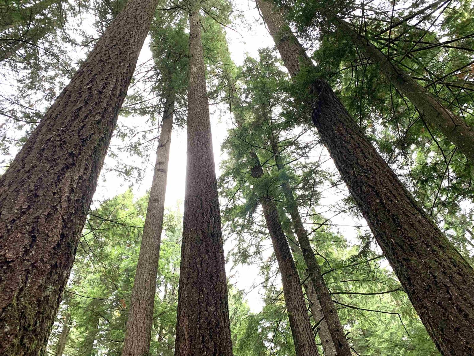 30317 Berg Avenue, Mission, British Columbia  V4S 1C8 - Photo 37 - R3065953