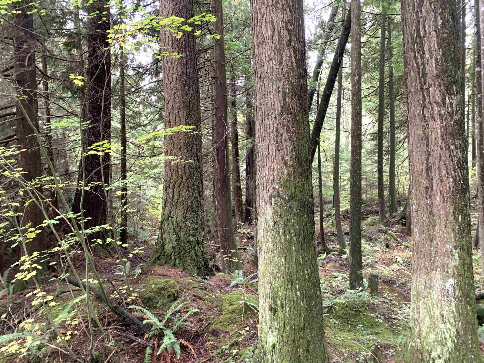 30317 Berg Avenue, Mission, British Columbia  V4S 1C8 - Photo 39 - R3065953