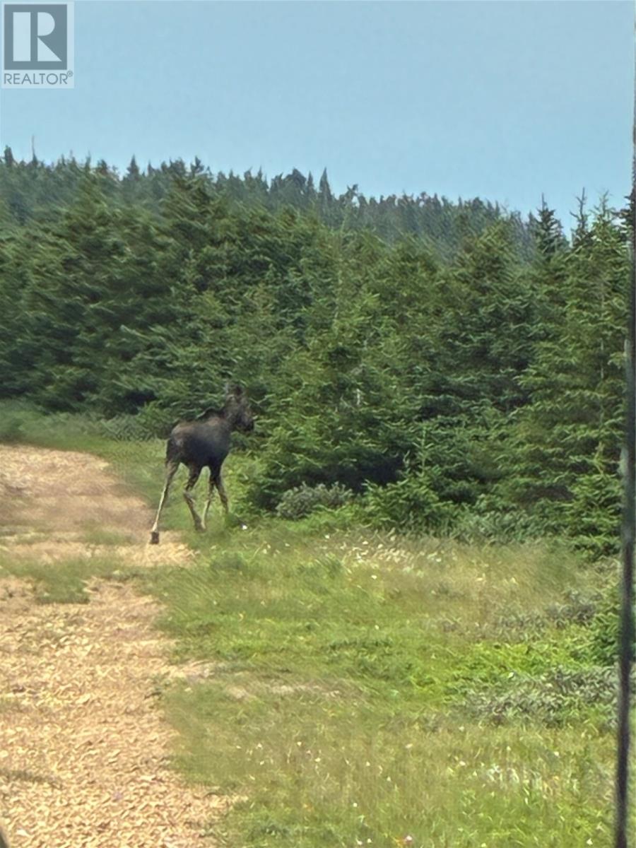 1671 Oceanview Drive, Cape St. George, Newfoundland & Labrador  A0N 1E0 - Photo 7 - 1292562