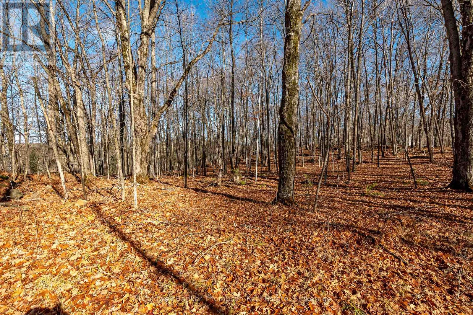 210 Allisons Point Road, Huntsville, Ontario P1H 1B5 - Photo 11 - X12541386