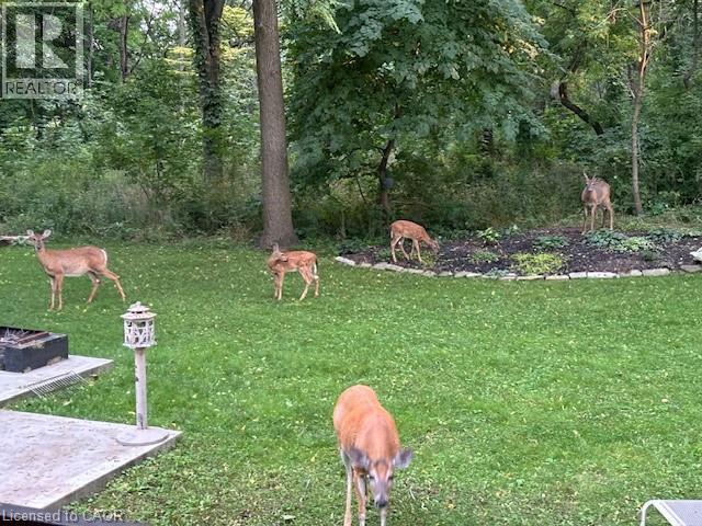 16 Freeland Court, Hamilton, Ontario L8S 3R5 - Photo 45 - 40787879