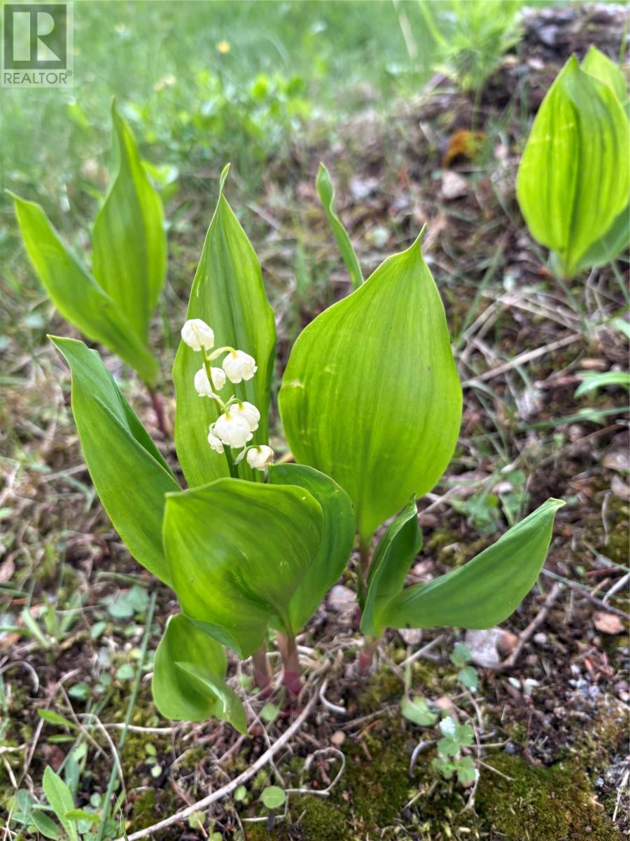 3 Robert Road, South Brook, Newfoundland & Labrador  A0J 0A3 - Photo 33 - 1290199