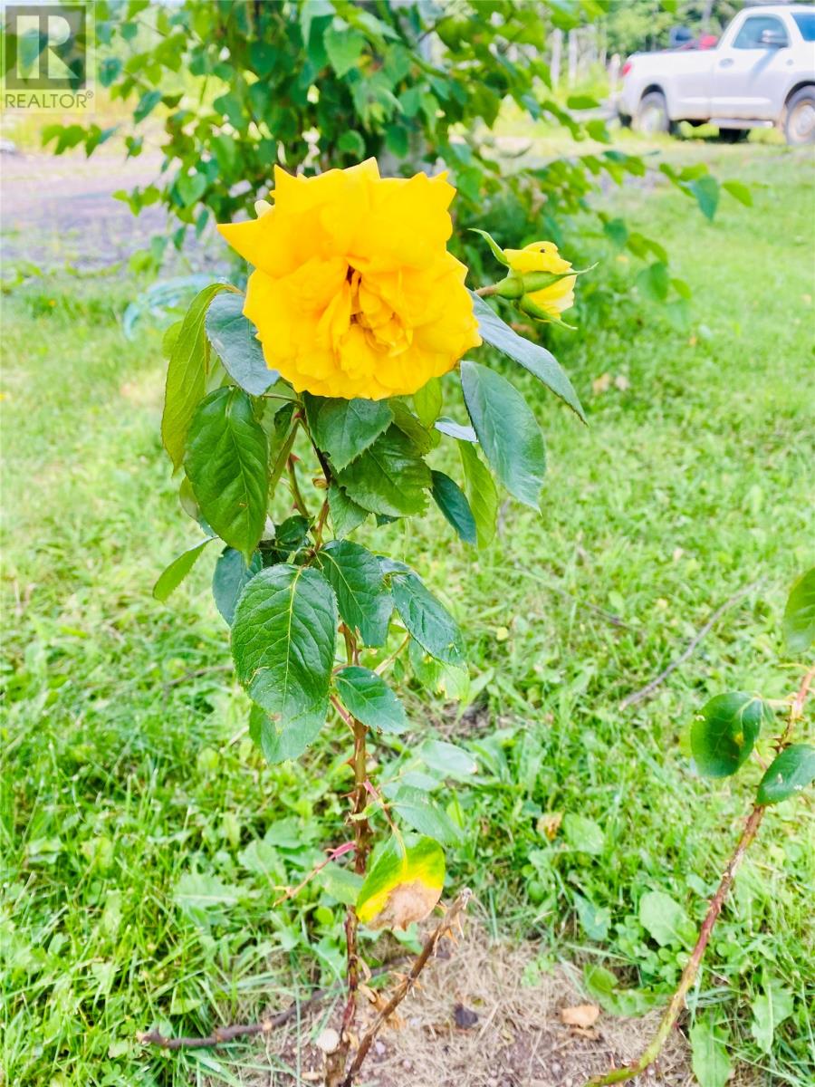 3 Robert Road, South Brook, Newfoundland & Labrador  A0J 0A3 - Photo 34 - 1290199