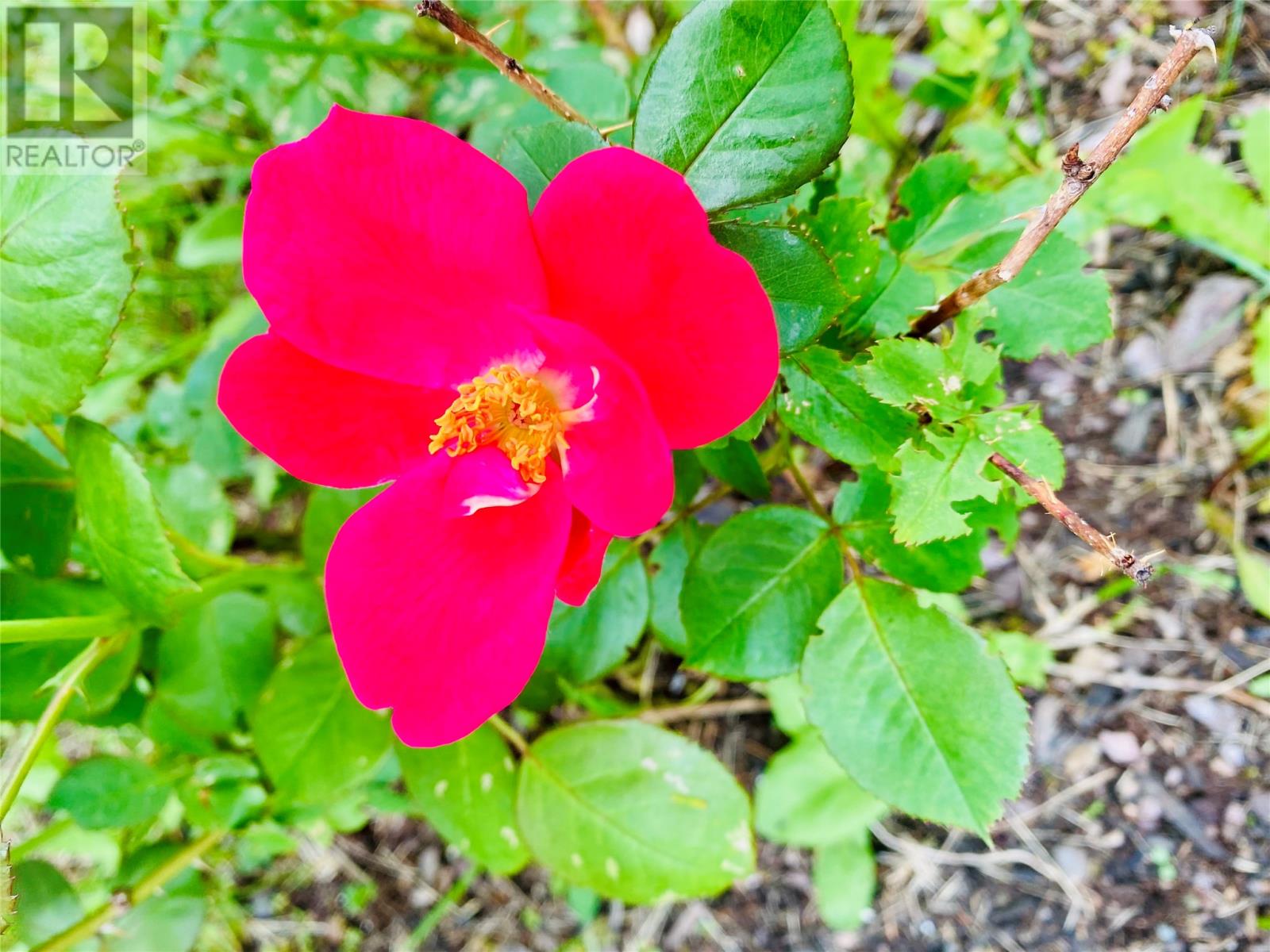 3 Robert Road, South Brook, Newfoundland & Labrador  A0J 0A3 - Photo 37 - 1290199