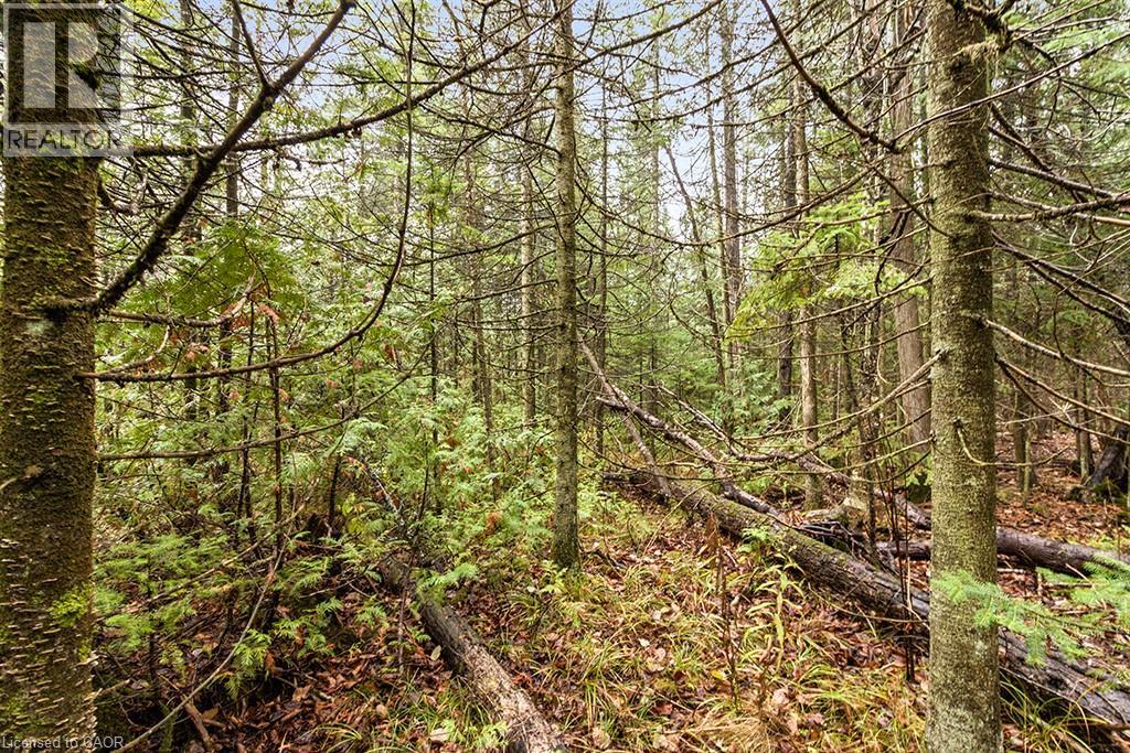 Pt Lt 11 Concession 11, West Grey, Ontario  N0C 1H0 - Photo 9 - 40786910