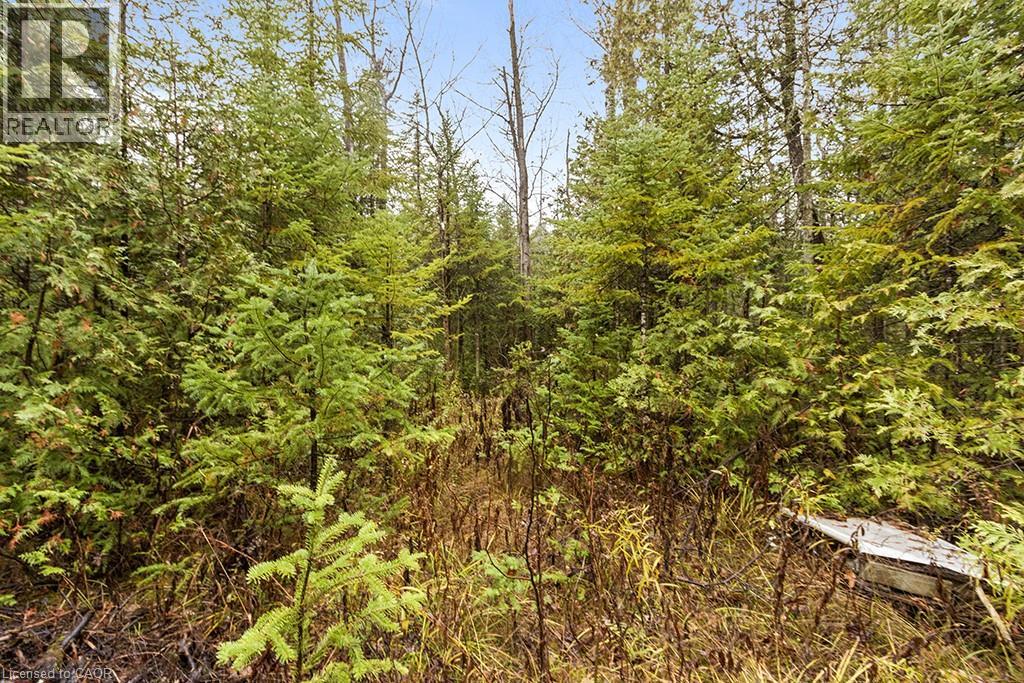 Pt Lt 11 Concession 11, West Grey, Ontario  N0C 1H0 - Photo 14 - 40786910