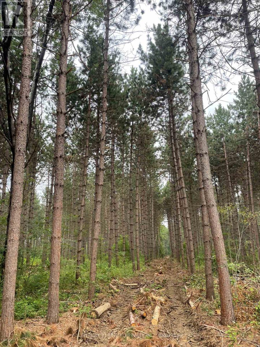 0 Government Road, Whitewater Region, Ontario  K0J 1C0 - Photo 2 - X12544328