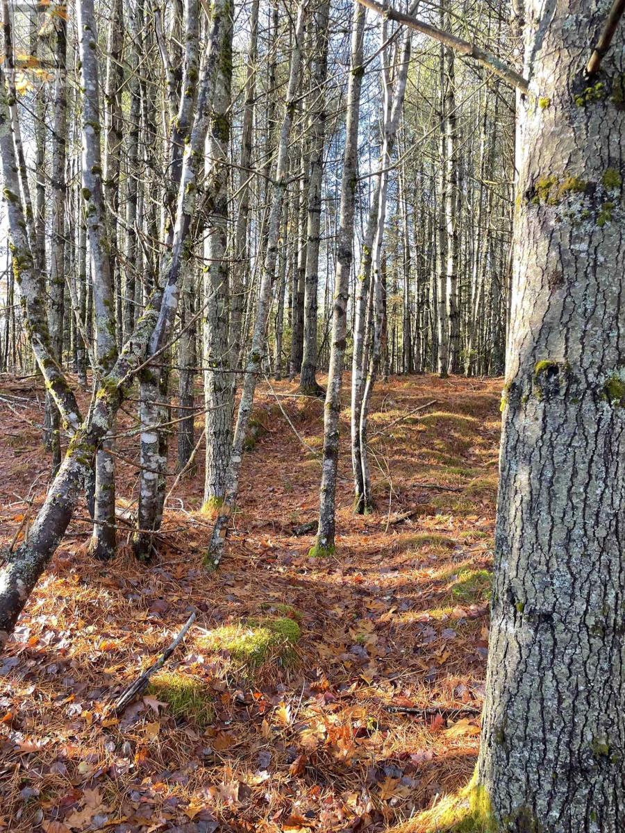 Lot 4 Cornwall Road, Mahone Bay, Nova Scotia  B0J 2E0 - Photo 7 - 202527725