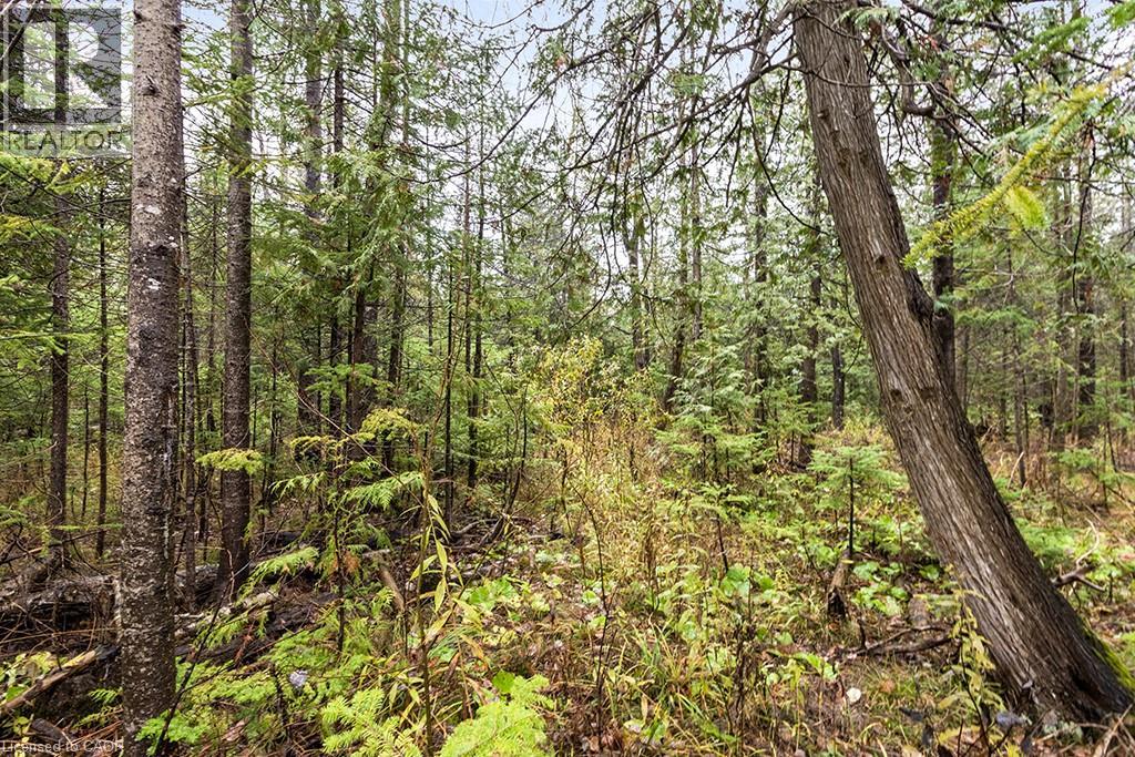 Pt Lt 11 Concession 11, West Grey, Ontario N0C 1H0 - Photo 9 - 40786910