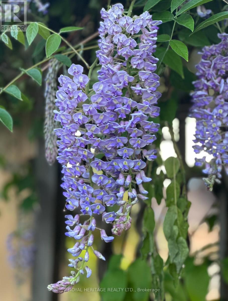 245 Elizabeth Street, Oshawa, Ontario L1J 5S5 - Photo 39 - E12543960