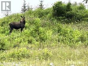 Lot 7 Goose Arm Road, Hughes Brook Access, Newfoundland & Labrador  A2H 6B9 - Photo 24 - 1289170