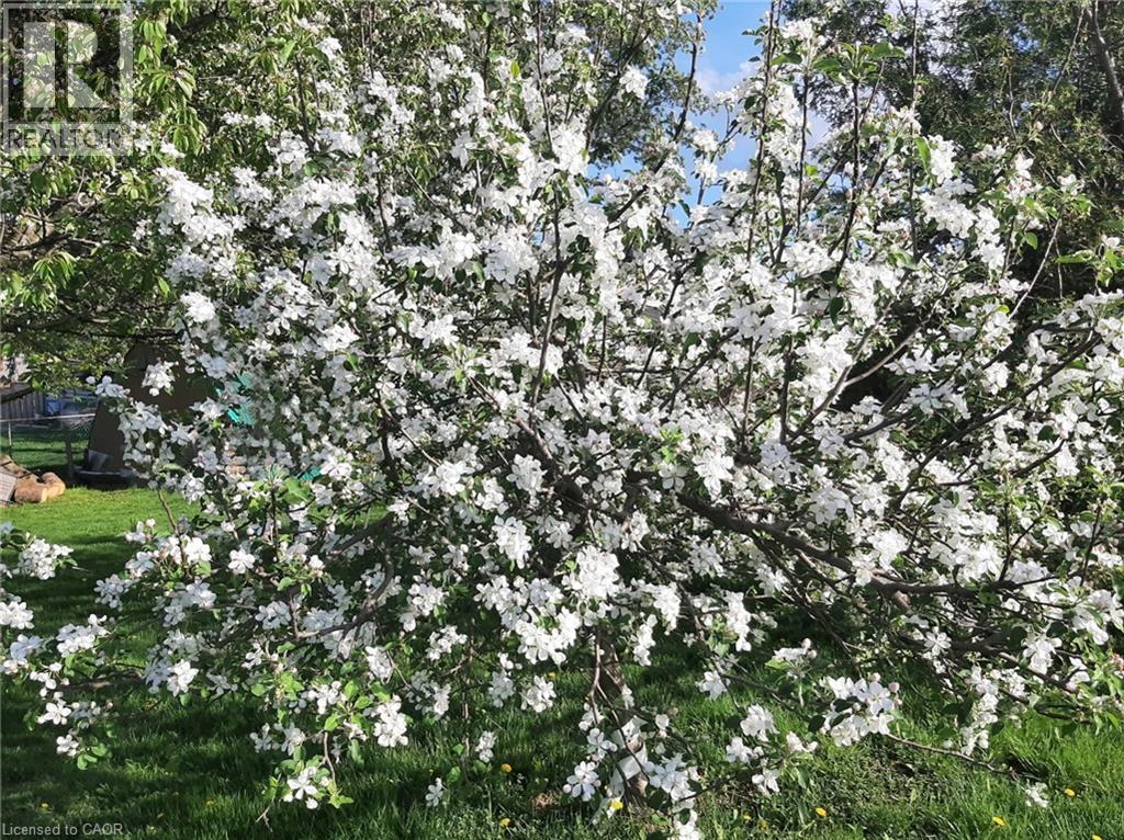 8554 Haldibrook Road, Mount Hope, Ontario  N3W 2G8 - Photo 38 - 40765368