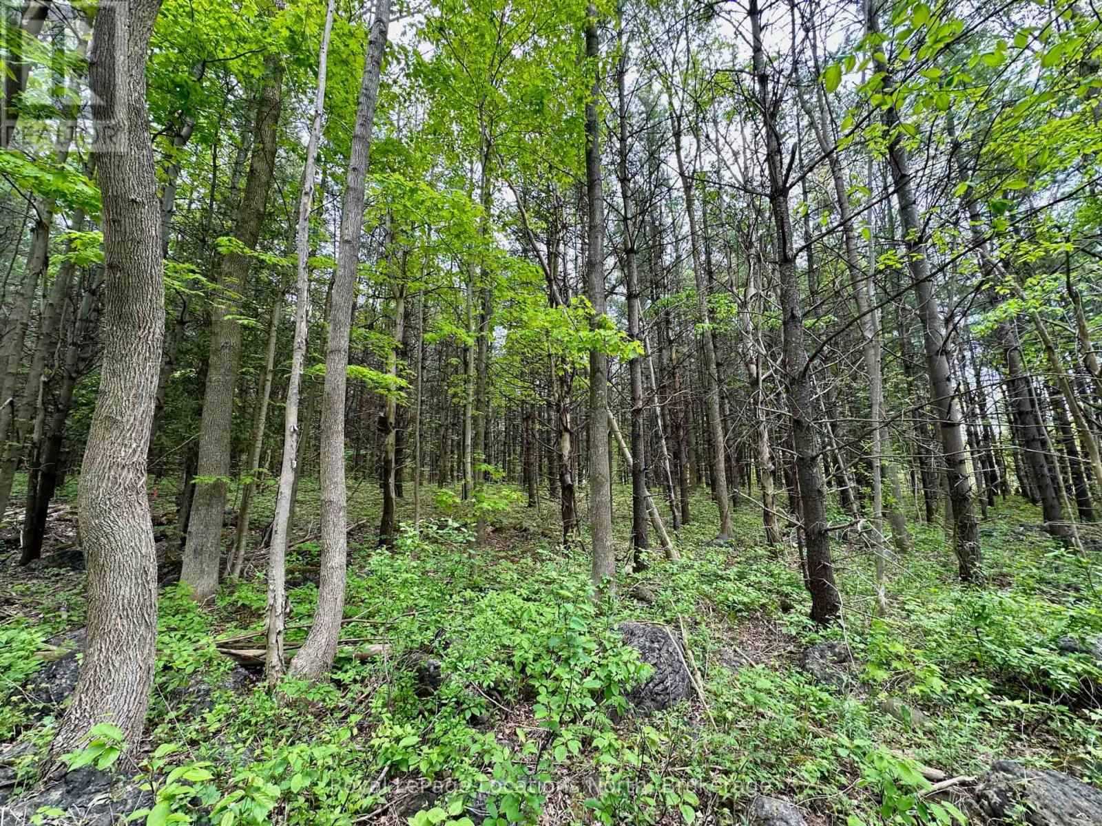 777215 Highway 10, Chatsworth, Ontario  N0H 1R0 - Photo 19 - X12554758