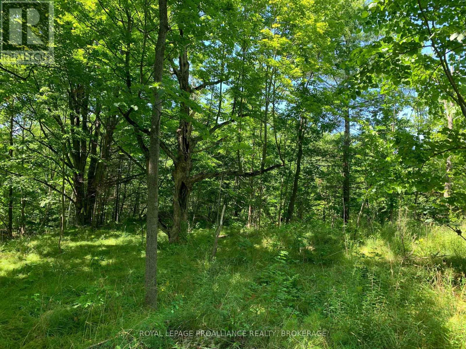 Lot 4 Leveque Road, South Frontenac, Ontario K0H 2W0 - Photo 2 - X12556574
