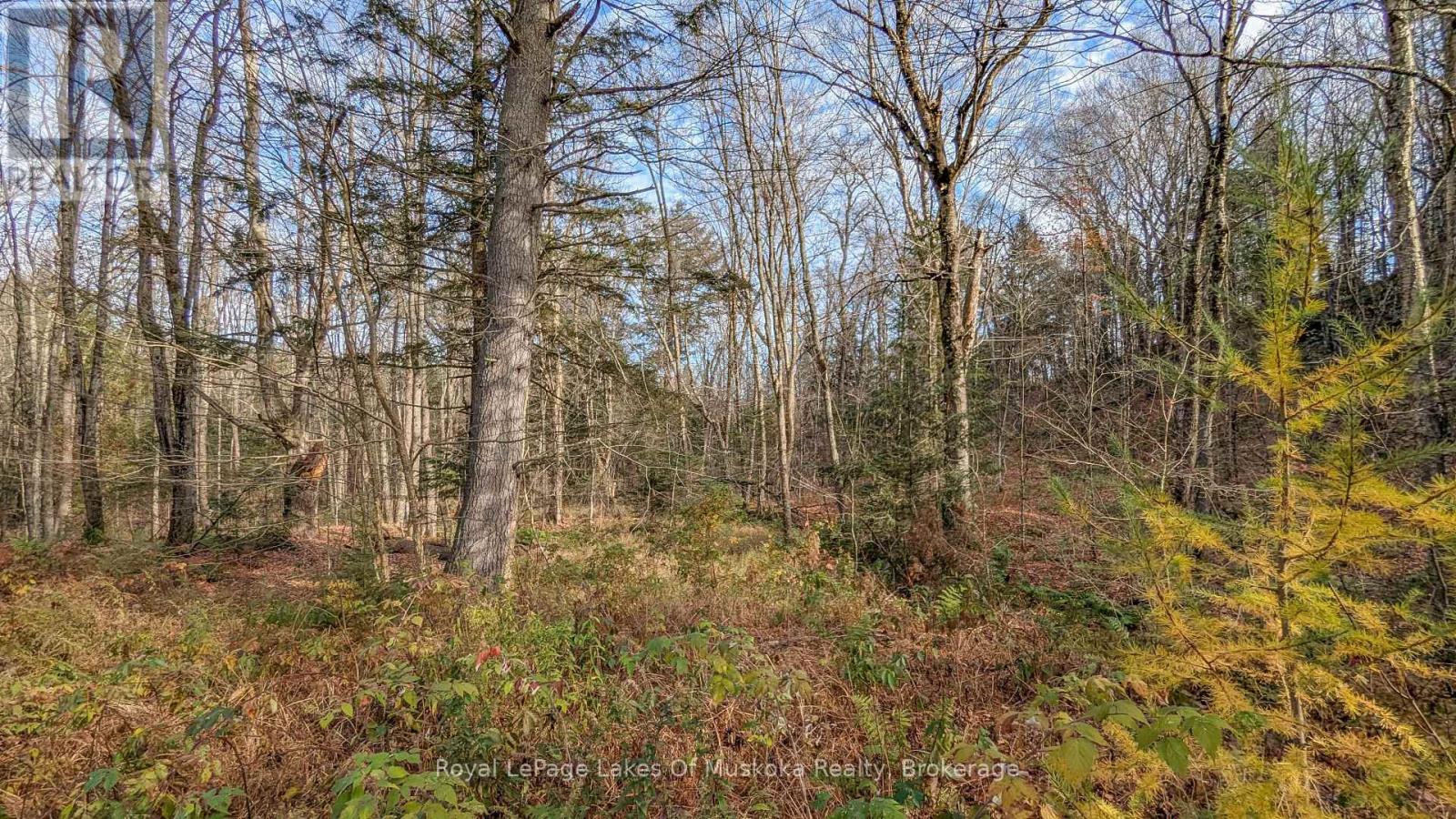 2551 Yearley Road, Huntsville, Ontario  P0B 1M0 - Photo 30 - X12546718