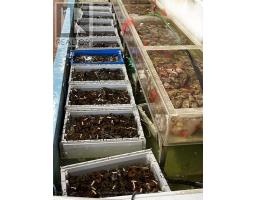 D20 - 63 SILVER STAR BOULEVARD