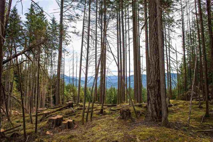 11533 Wilson Street, Mission, British Columbia  V4S 1M1 - Photo 4 - R3069287