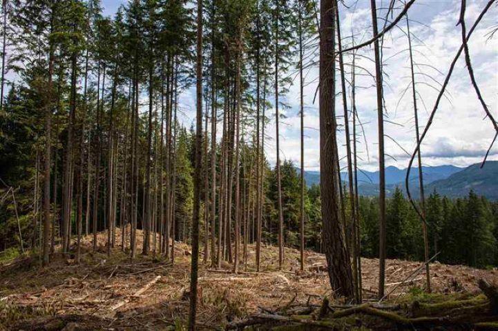 11533 Wilson Street, Mission, British Columbia  V4S 1M1 - Photo 10 - R3069287