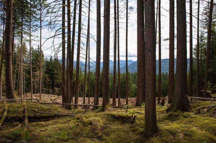 11533 Wilson Street, Mission, British Columbia  V4S 1M1 - Photo 11 - R3069287