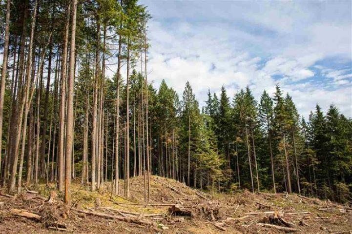 11533 Wilson Street, Mission, British Columbia  V4S 1M1 - Photo 6 - R3069287