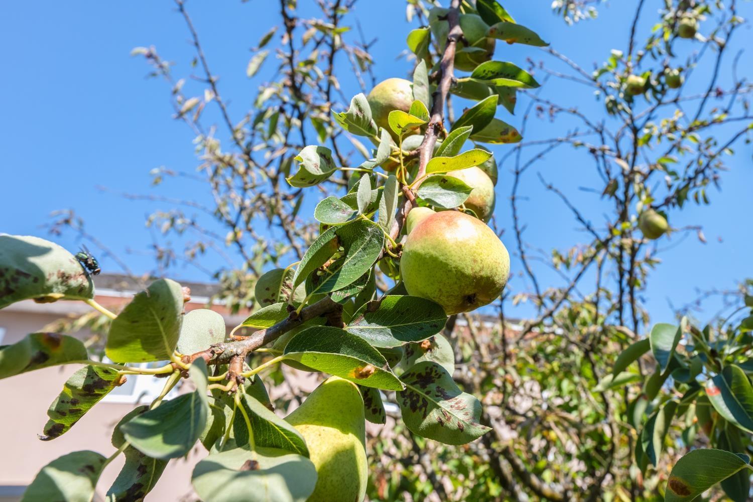 10286 148a Street, Surrey, British Columbia  V3R 3Z2 - Photo 22 - R3069395