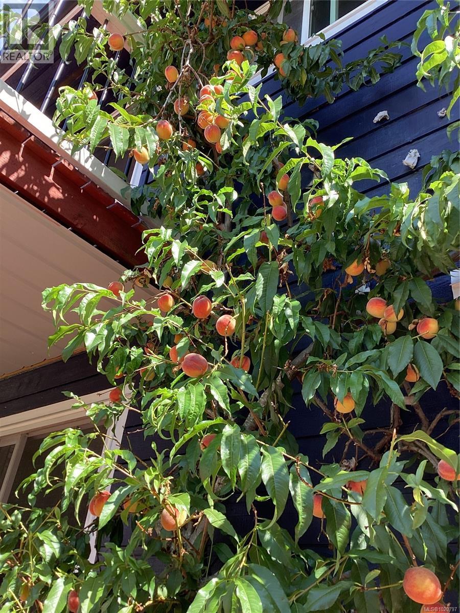 675 Evergreen Ave, Courtenay, British Columbia V9N 6Y1 - Photo 61 - 1020797