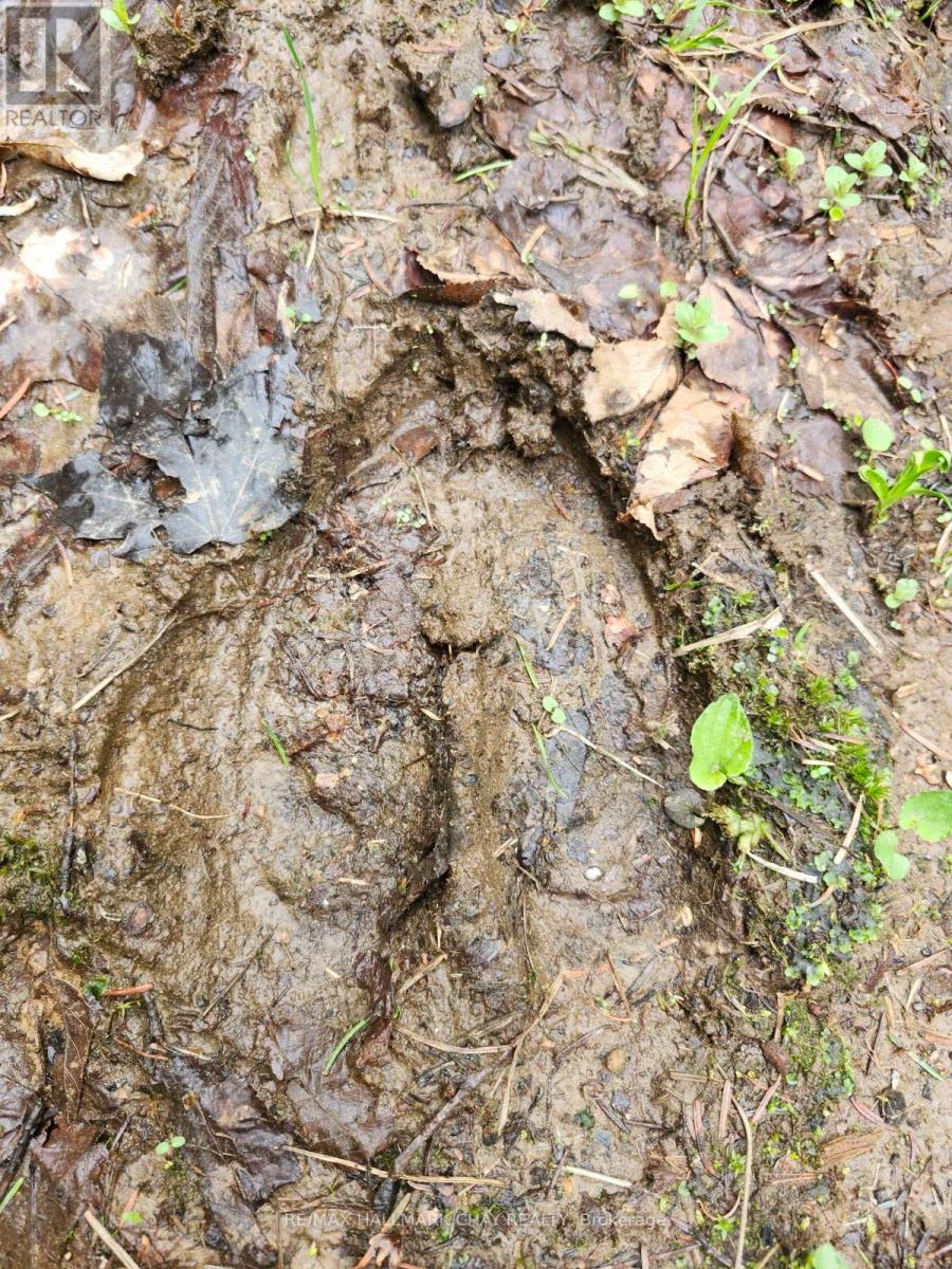 Pt Lots 24 & 25 Con 5 Concession, Ryerson, Ontario  P0A 1C0 - Photo 20 - X12571384