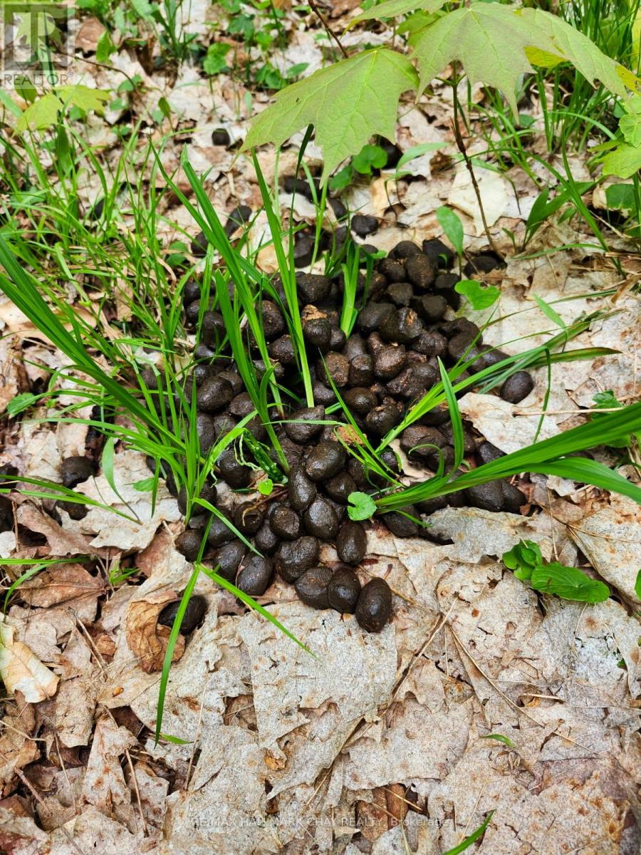 Pt Lots 24 & 25 Con 5 Concession, Ryerson, Ontario  P0A 1C0 - Photo 29 - X12571384