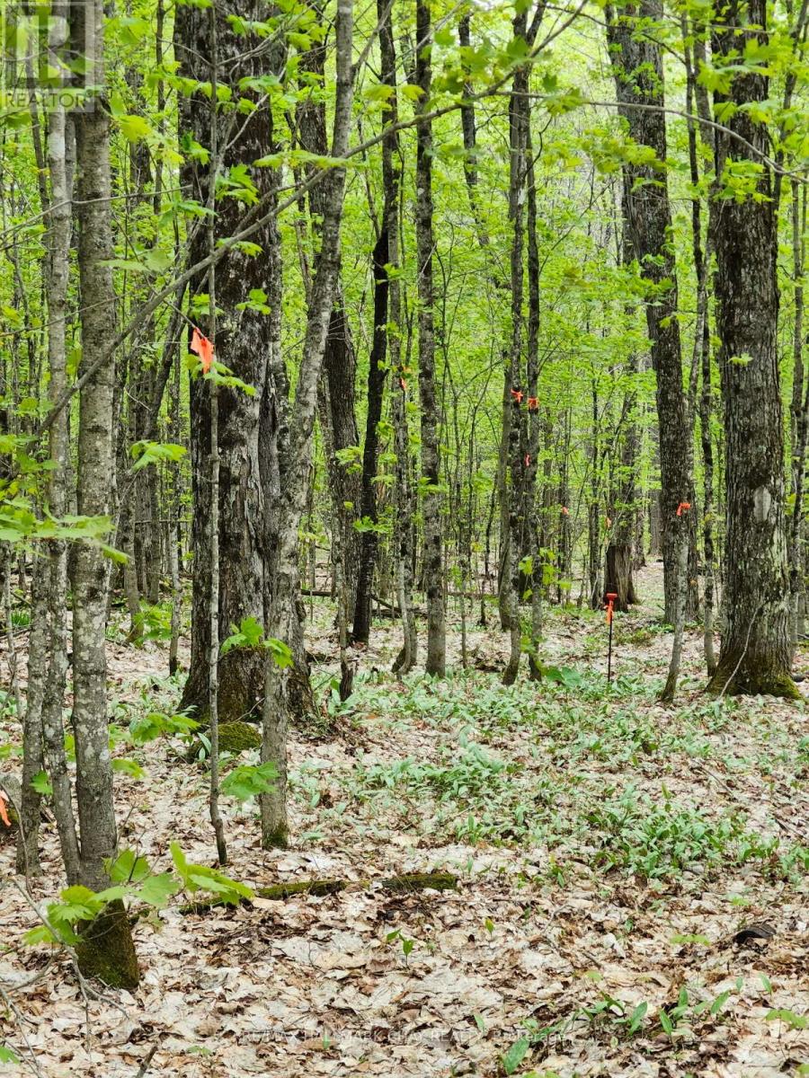 Pt Lots 24 & 25 Con 5 Concession, Ryerson, Ontario  P0A 1C0 - Photo 30 - X12571384