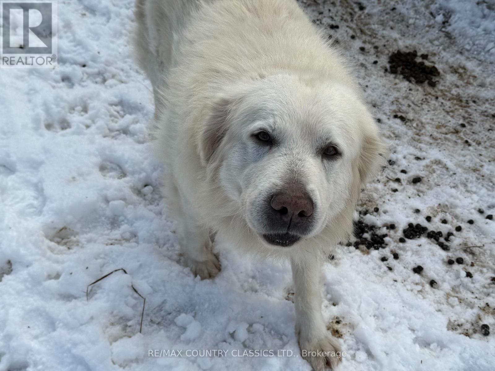 219 Comerford Road S, Brudenell, Ontario  K0J 2E0 - Photo 5 - X12542862