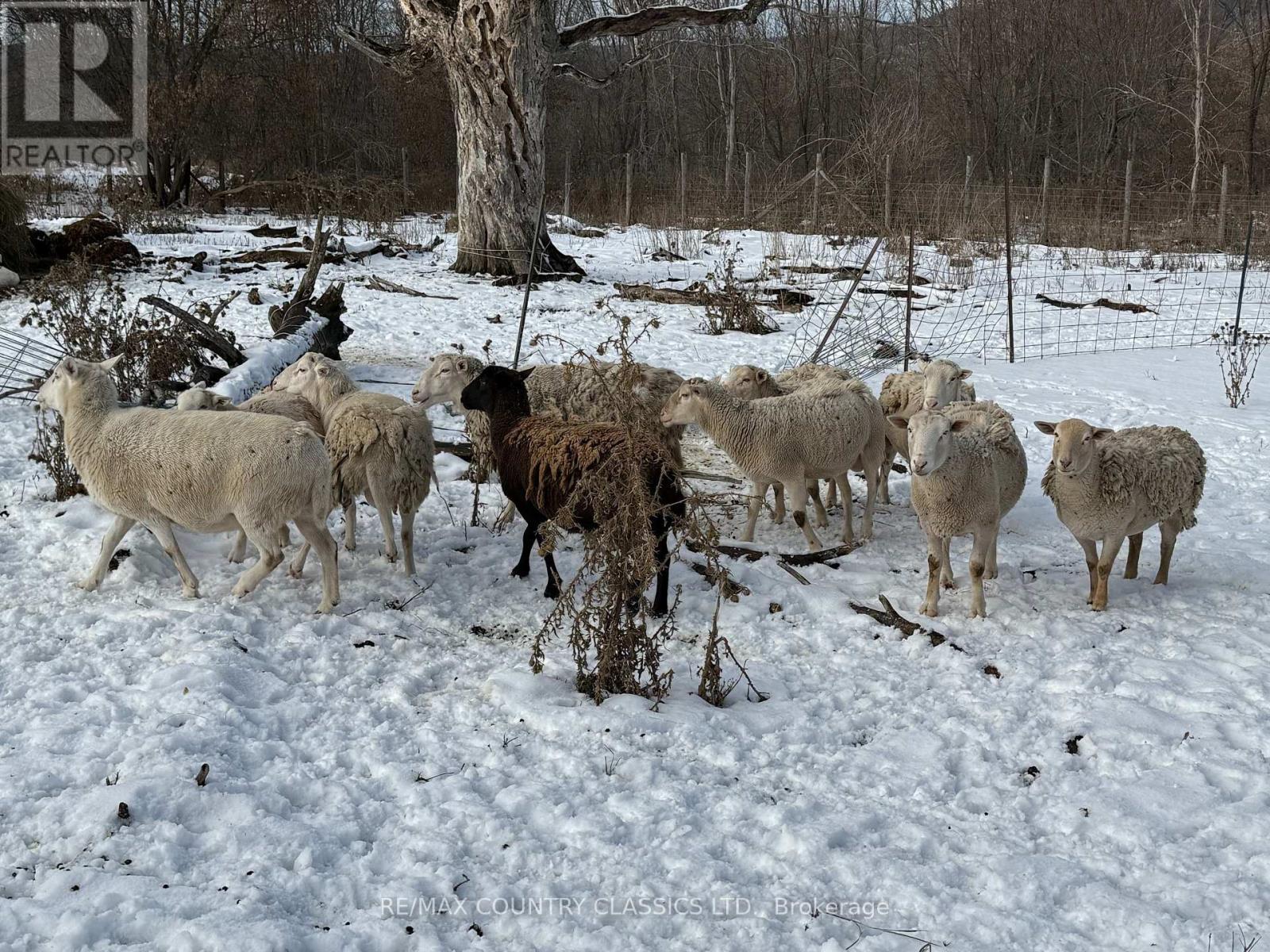 219 Comerford Road S, Brudenell, Ontario  K0J 2E0 - Photo 8 - X12542862