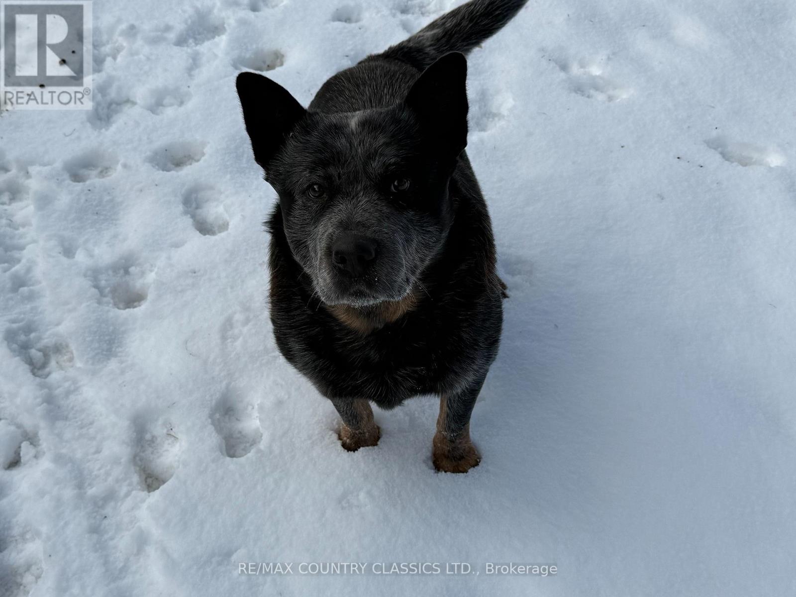 219 Comerford Road S, Brudenell, Ontario  K0J 2E0 - Photo 4 - X12542862