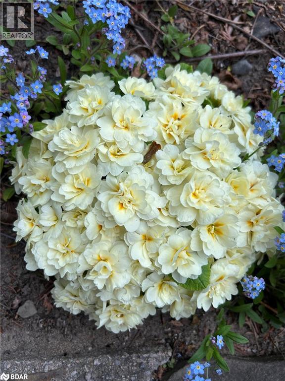 289 Spruce Street, Oakville, Ontario  L6J 2G8 - Photo 41 - 40790008