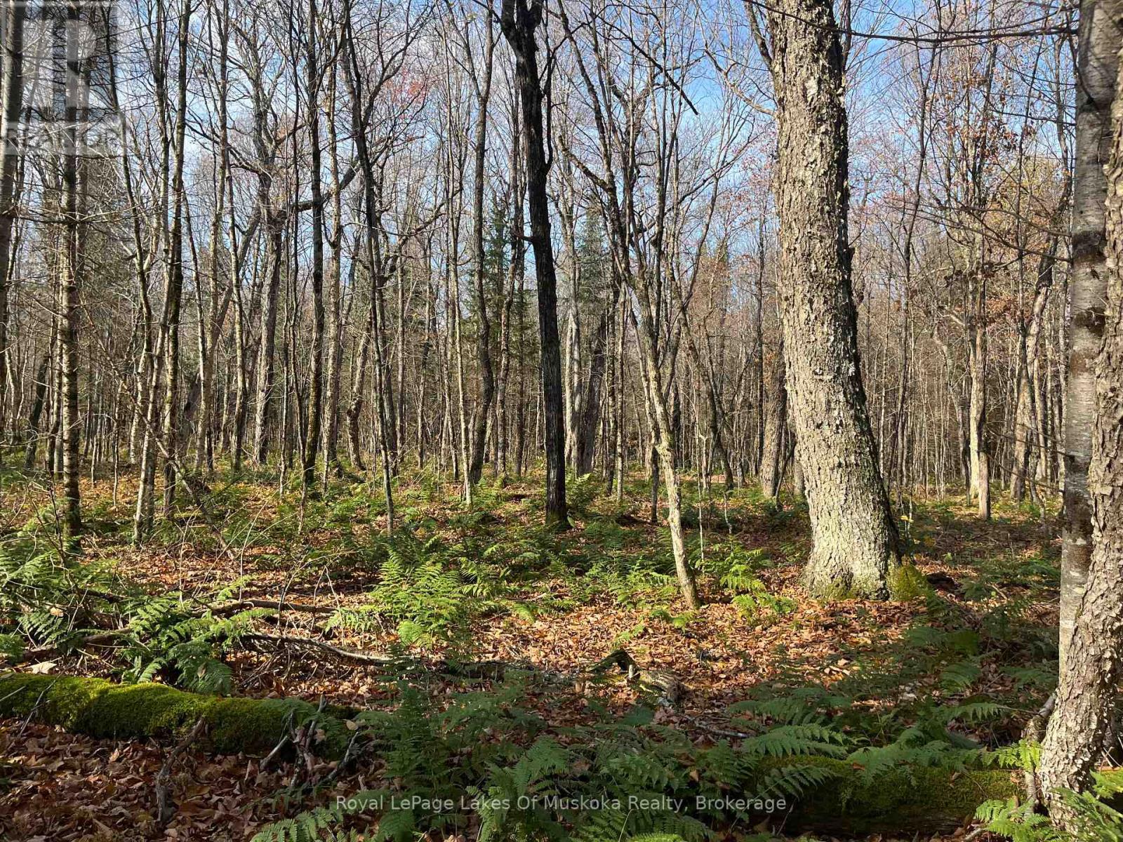 321 Cardwell Lake Road, Huntsville, Ontario  P0B 1M0 - Photo 13 - X12577952