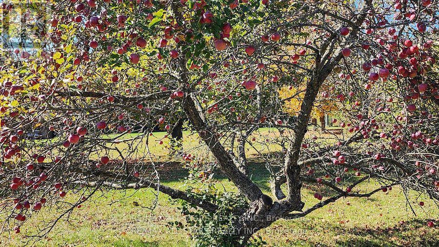 337 Feasby Road, Uxbridge, Ontario  L9P 1R1 - Photo 37 - N12577846