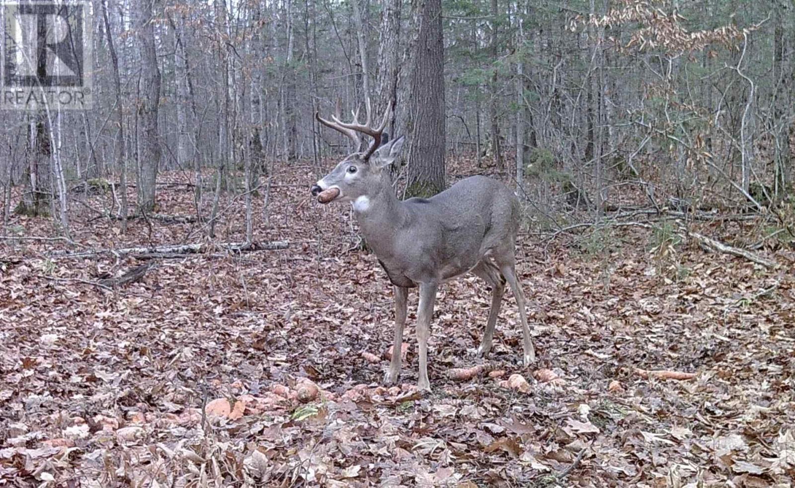 Highway 638, Echo Bay, Ontario  P0S 1C0 - Photo 11 - SM253029