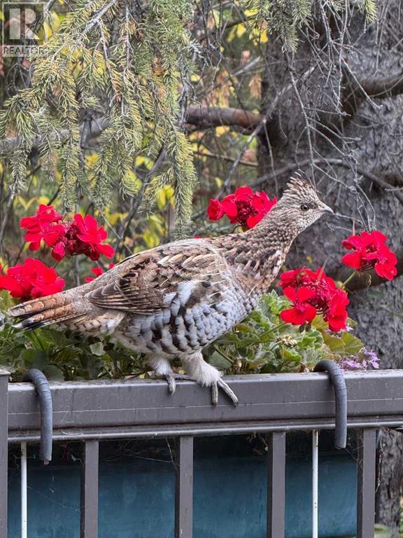 49 Pamely Avenue, Red Deer, Alberta  T4P 1L2 - Photo 32 - A2268940