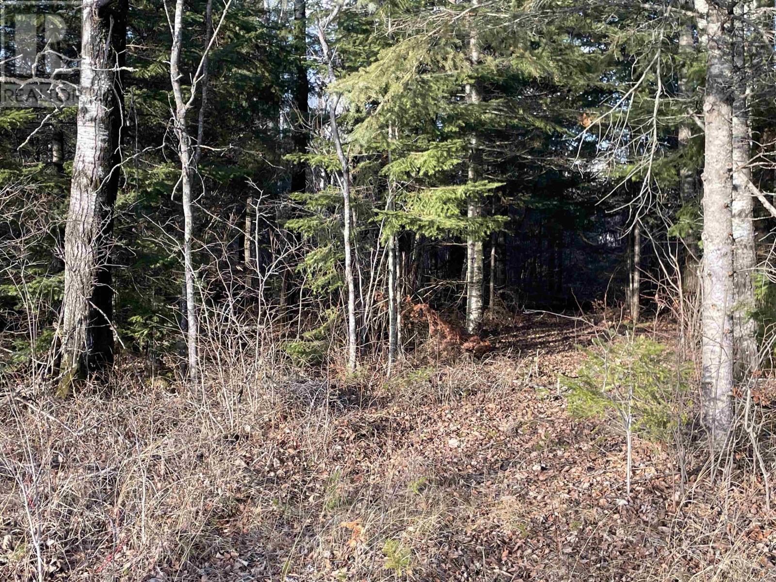 99 Shelley Lane, Dryden, Ontario  P8N 2Y4 - Photo 7 - TB253566