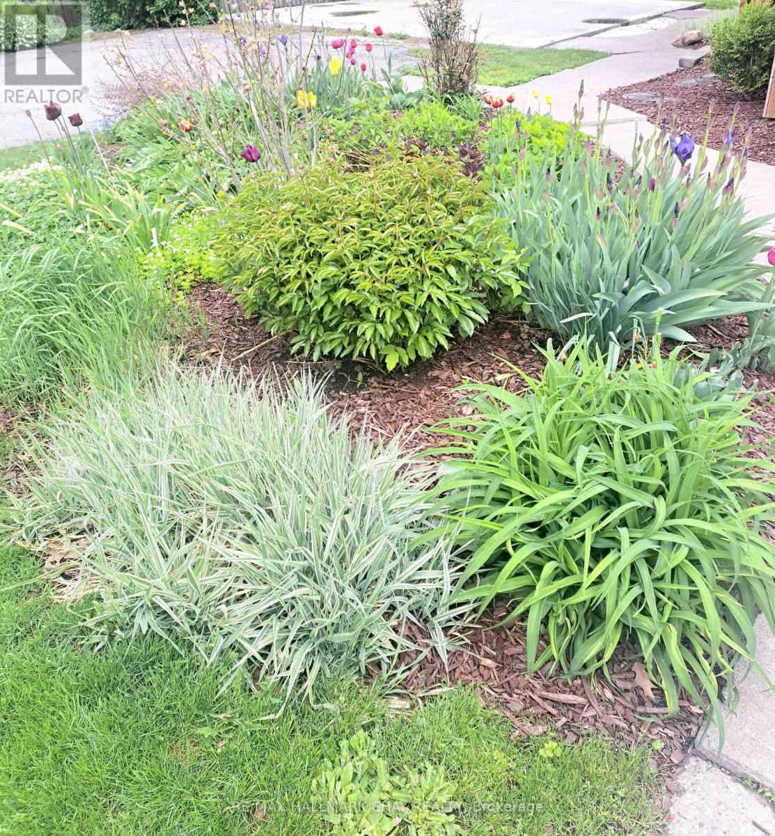 25 William Street, Barrie, Ontario  L4N 3J4 - Photo 3 - S12582144