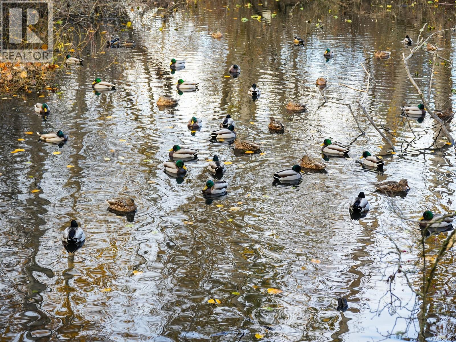 4179 Tuxedo Dr, Saanich, British Columbia V8X 4T1 - Photo 41 - 1021273