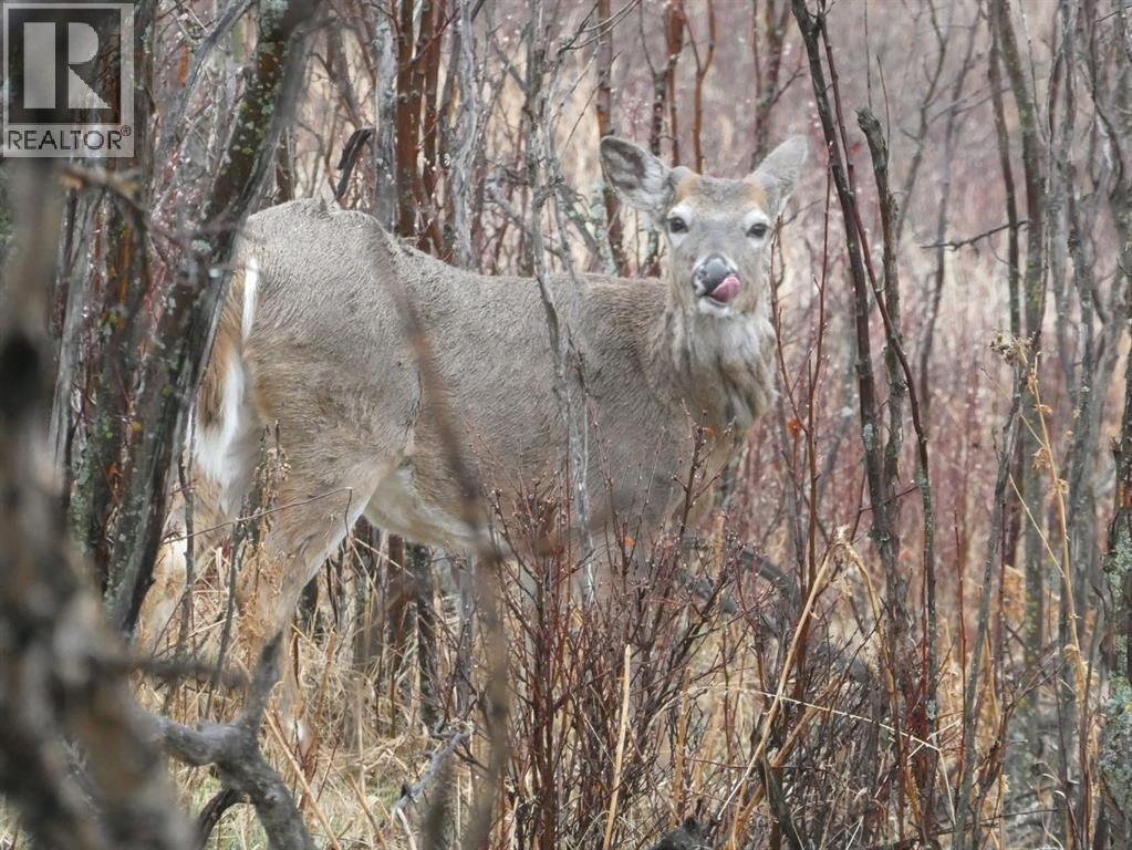 741 Sandringham Place Nw, Calgary, Alberta  T3K 3Z1 - Photo 30 - A2271770
