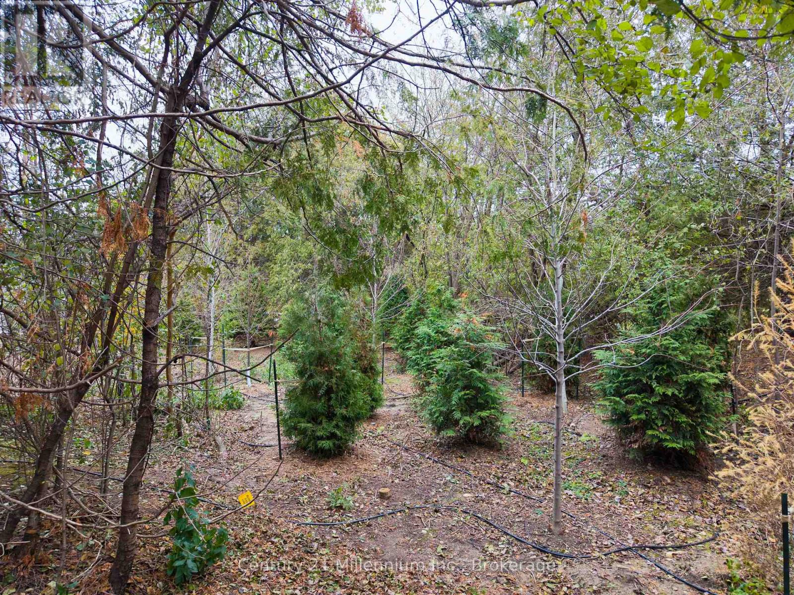 256 - 13 Harbour Street W, Collingwood, Ontario L9Y 5B4 - Photo 43 - S12584390