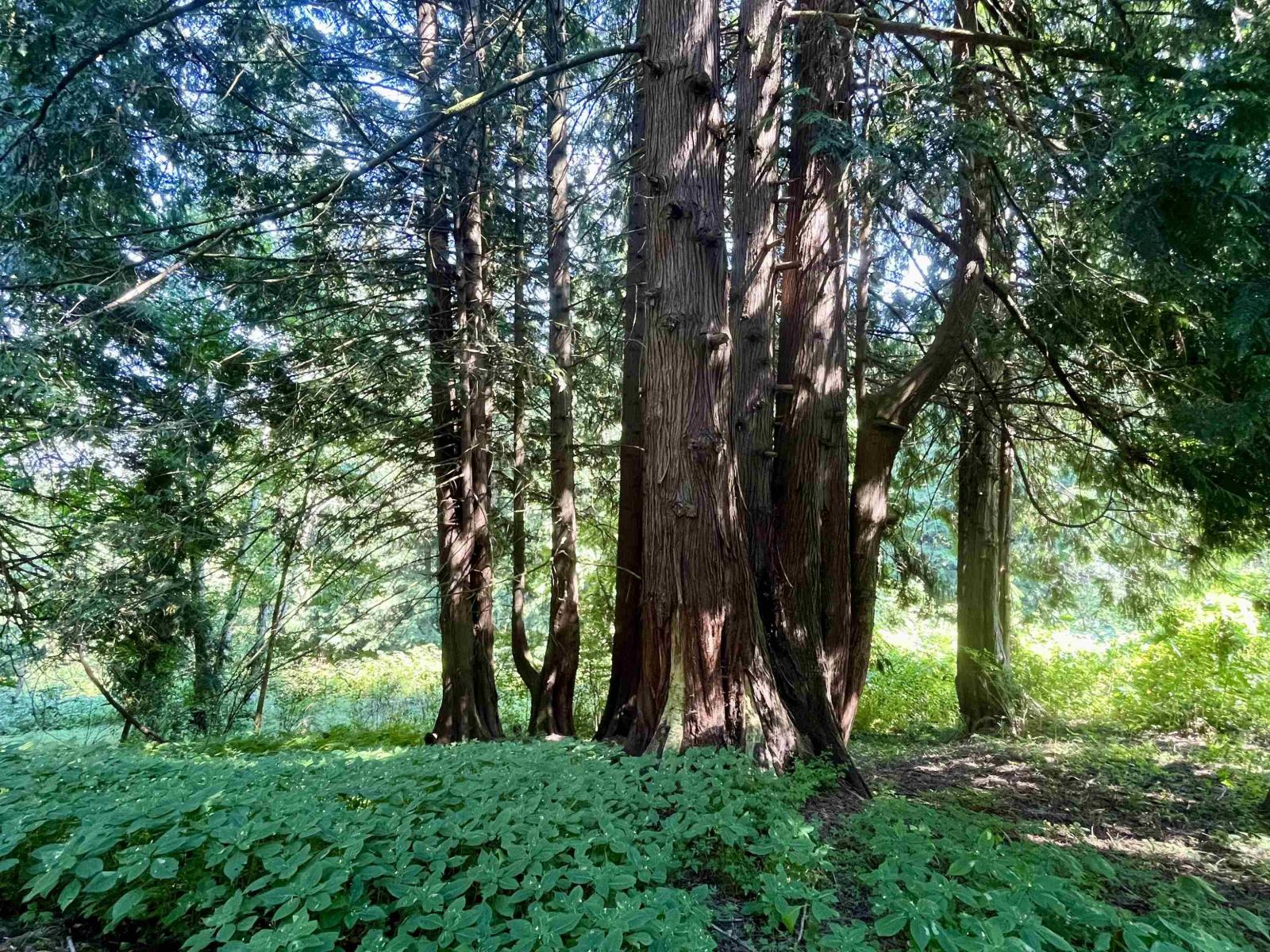 6080 Ross Road, Ryder Lake, Chilliwack, British Columbia  V2R 4S6 - Photo 33 - R3070612