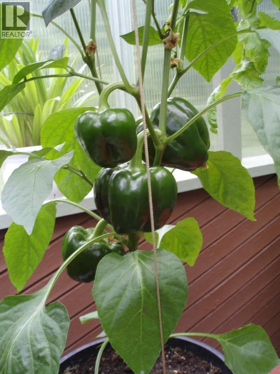 1498 Chamberlain Drive, North Vancouver, British Columbia  V7K 1P6 - Photo 39 - R3071019