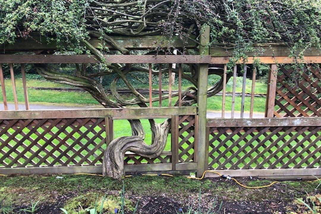 1711 126 Street, Surrey, British Columbia  V4A 9N6 - Photo 23 - R3070533